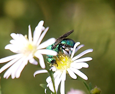 [This bee is perched atop the yellow center of a flower with several dozen thin white petals. Its wings appear to be black and the green of its body is partially obscured by the petals of a flower in the foreground.]
